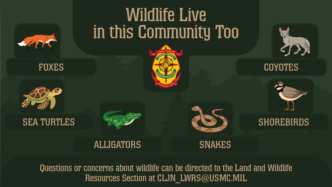 This graphic was created using Adobe Illustrator to inform service members and civilians of local wildlife on Marine Corps Base Camp Lejeune, North Carolina, Mar. 31, 2025. (U.S. Marine Corps graphic by Lance Cpl. Kristian Perez)