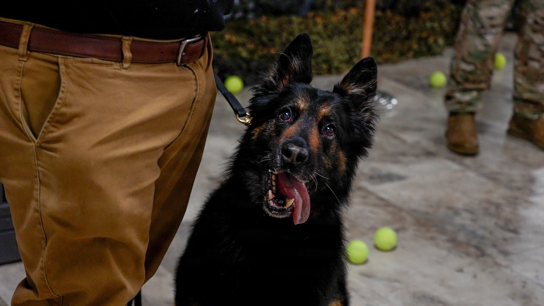 Dog looks at the camera