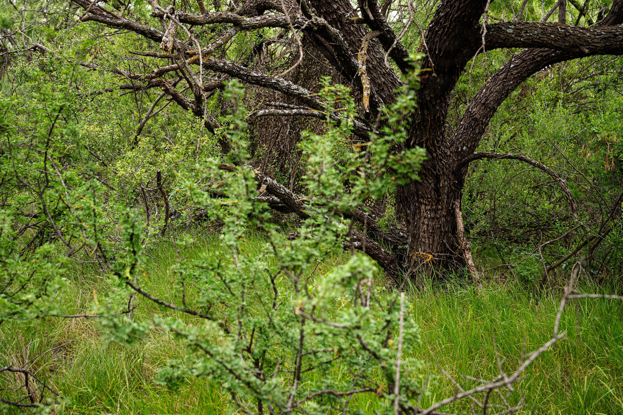 Airmen participate in a field exercise and play capture the flag outside in a wooded area