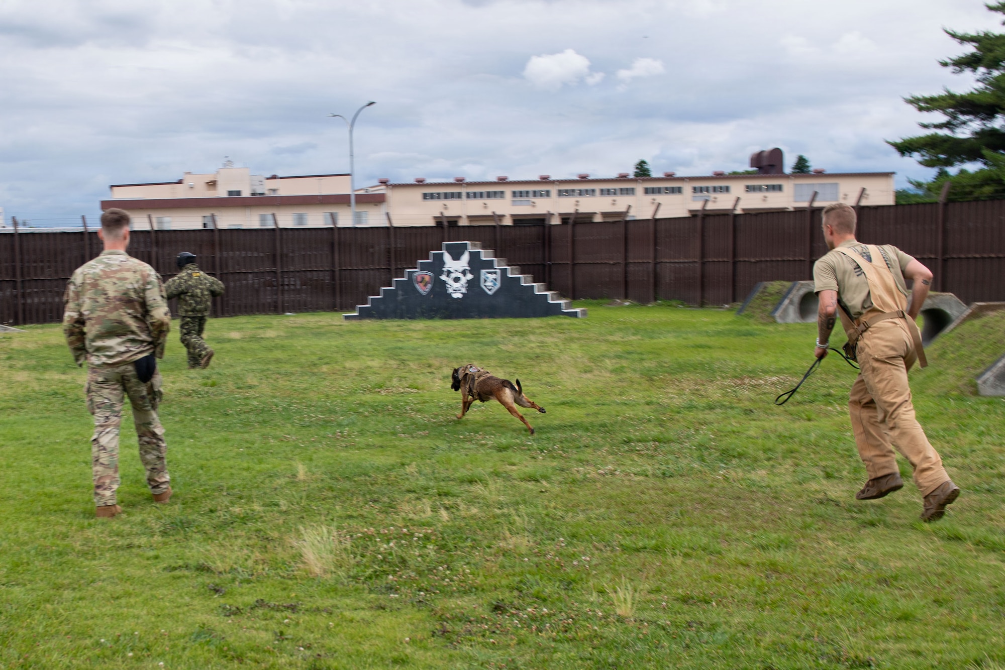 A dog runs towards a person in a bite suit.