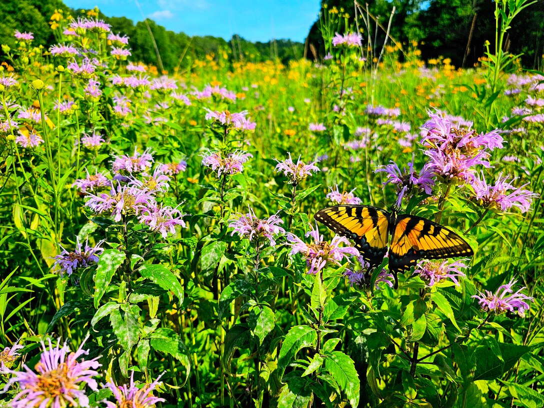 Many of the projects and lakes across the Louisville District footprint have dedicated pollinator habitats that they manage. In addition to planting pollinator supportive flora, several projects also maintain active honeybee hives.