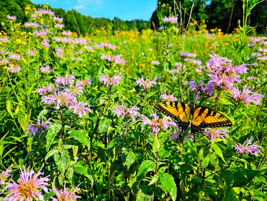 Many of the projects and lakes across the Louisville District footprint have dedicated pollinator habitats that they manage. In addition to planting pollinator supportive flora, several projects also maintain active honeybee hives.