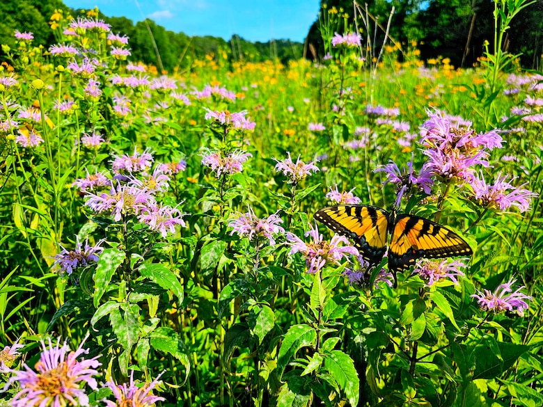 Many of the projects and lakes across the Louisville District footprint have dedicated pollinator habitats that they manage. In addition to planting pollinator supportive flora, several projects also maintain active honeybee hives.