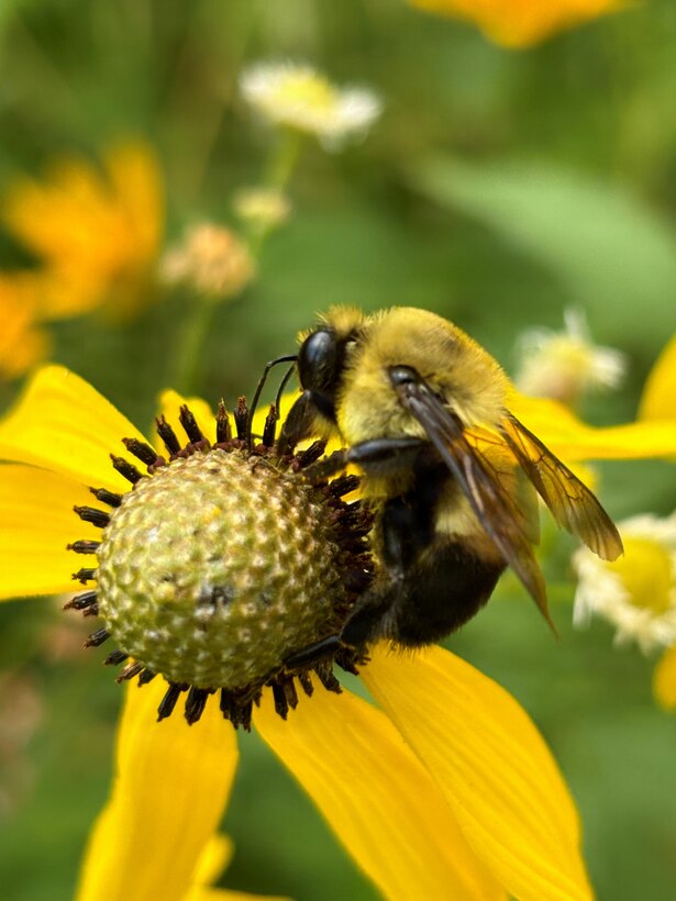 Pollinators are species that play a critical role in the reproduction of flowering plants by transferring pollen between blooms as they forage for nectar, pollen, or other food resources. They support the production of seeds, fruits, and new plant growth. Common pollinator species include bees, butterflies, moths, beetles, hummingbirds, and bats. (USACE photo by Wendy Clark)