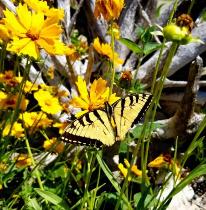 Pollinators are species that play a critical role in the reproduction of flowering plants by transferring pollen between blooms as they forage for nectar, pollen, or other food resources. They support the production of seeds, fruits, and new plant growth. Common pollinator species include bees, butterflies, moths, beetles, hummingbirds, and bats.