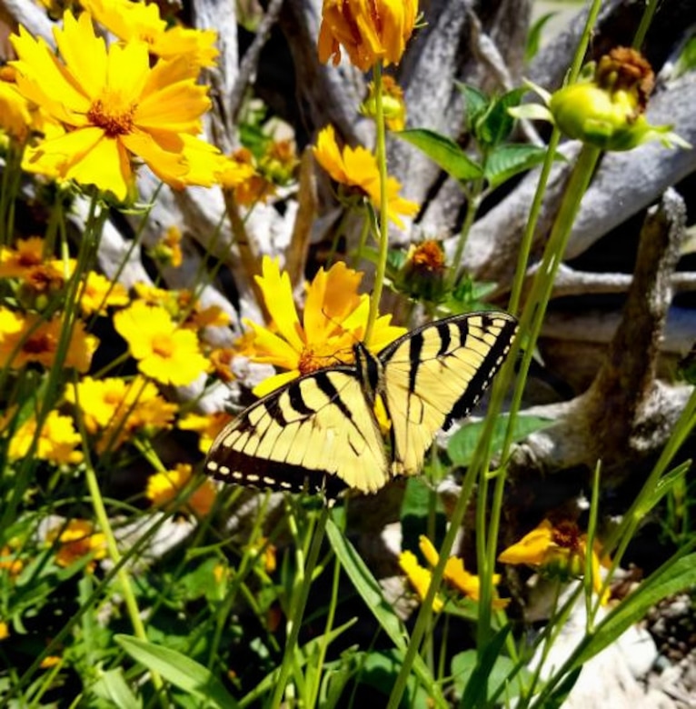 Pollinators are species that play a critical role in the reproduction of flowering plants by transferring pollen between blooms as they forage for nectar, pollen, or other food resources. They support the production of seeds, fruits, and new plant growth. Common pollinator species include bees, butterflies, moths, beetles, hummingbirds, and bats.