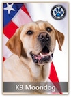 A golden labrador retriever named Moondog poses in front of the American flag