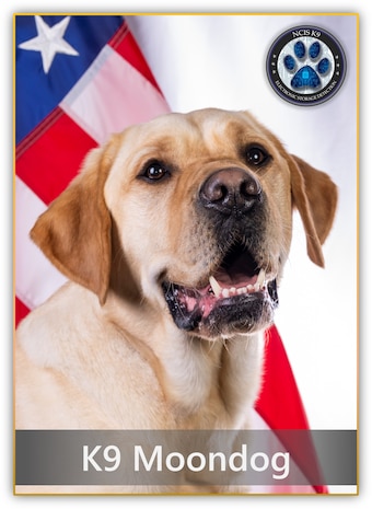 A golden labrador retriever named Moondog poses in front of the American flag