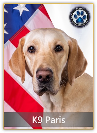 A yellow labrador retriever named Paris poses in front of the American flag.