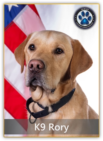 A golden labrador retriever named Rory poses in front of the American flag