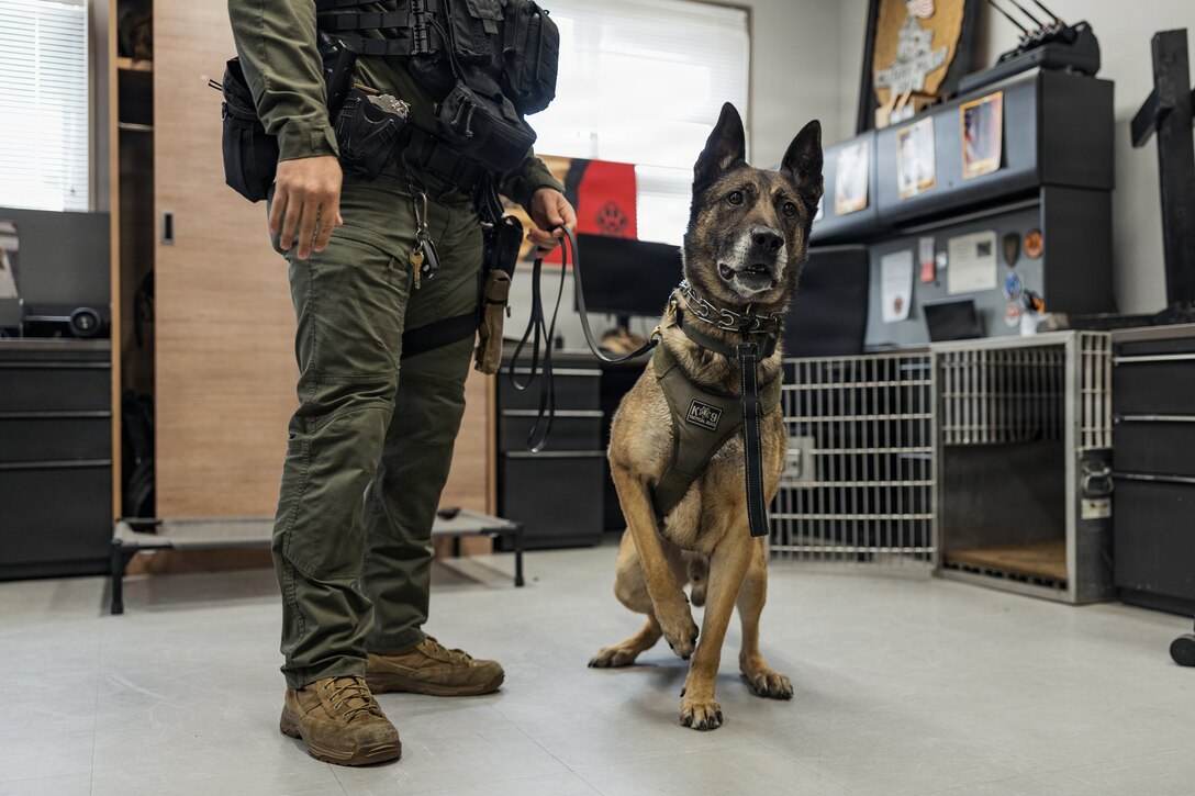 U.S. Marine Corps Military Working Dog Rambo, assigned to the Provost Marshal’s Office, Headquarters and Headquarters Squadron (H&HS), Marine Corps Air Station Iwakuni, poses for a photo at MCAS Iwakuni, Japan, May 20, 2026. Rambo has been at MCAS Iwakuni for over five years, conducting several anti-terrorism measures, customs sweeps and over 100 K-9 demonstrations. (U.S. Marine Corps photo by Cpl. Sarah Grawcock)