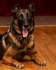 Military Working Dog Retirement Ceremony