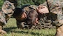 U.S. Marine Corps Cpl. Nathaniel Lewis, left, supply administrative specialist, 2nd Network Battalion, Marine Corps Cyberspace Operations Group, Marine Corps Forces Cyberspace Command, executes a rear choke during 2nd Network Battalion’s 5th birthday celebration at Marine Corps Base Camp Lejeune, North Carolina, June 4, 2026. 2nd Network Battalion was activated on June 3, 2021, to ensure the operation of a resilient network that enables mission execution in the face of persistent cyber threats. (U.S. Marine Corps photo by Cpl Daniela Chicas Torres)