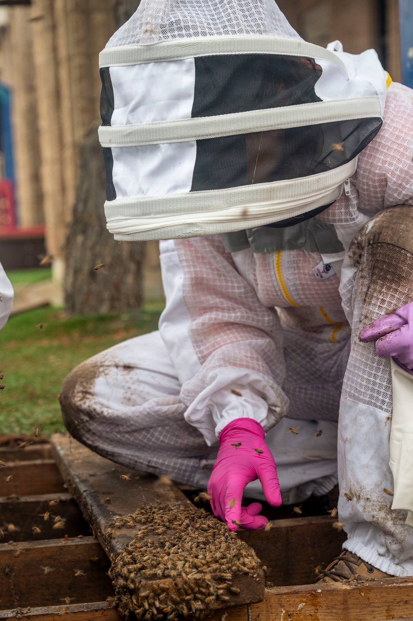 DM Airmen partner to safely relocate an Africanized bee colony