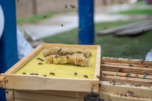DM Airmen partner to safely relocate an Africanized bee colony