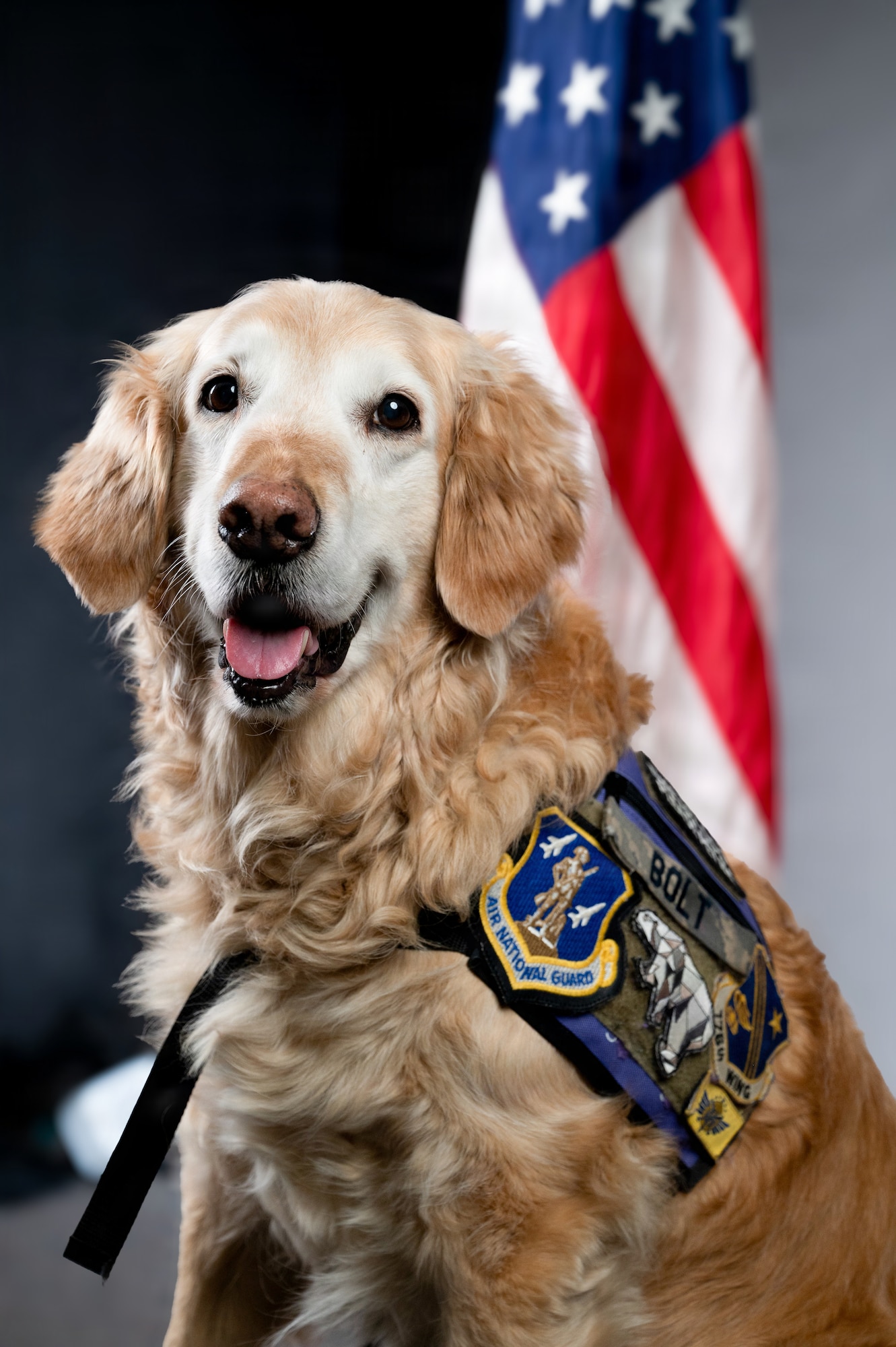 Bolt, a Golden Retriever and a certified therapy dog for the 168th, 176th Wings and members based at Clear in the Alaska Air National Guard, poses for his official studio photo at Eielson Air Force Base.