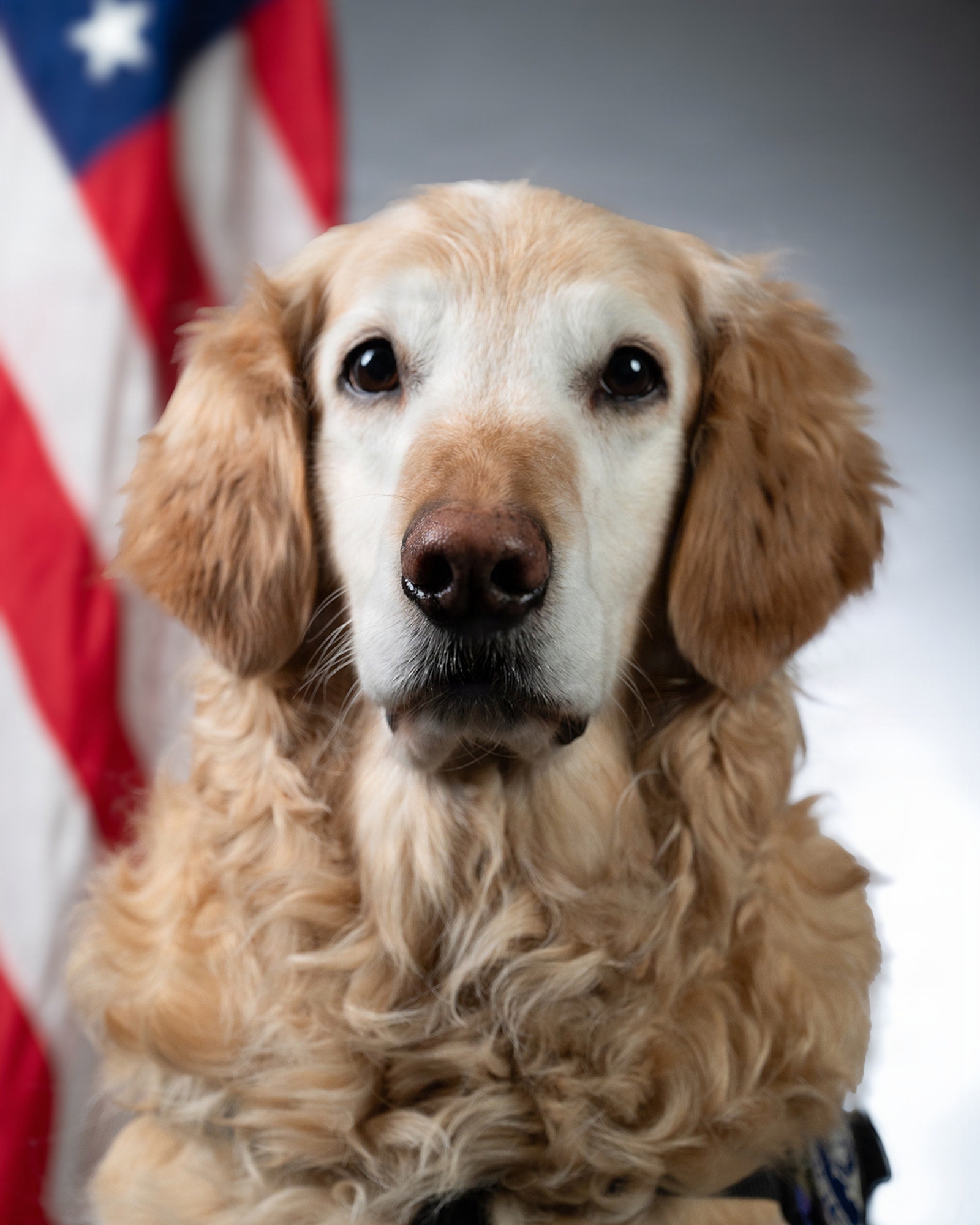 Bolt, a Golden Retriever and a certified therapy dog for the 168th, 176th Wings and members based at Clear in the Alaska Air National Guard, poses for his official studio photo at Eielson Air Force Base.