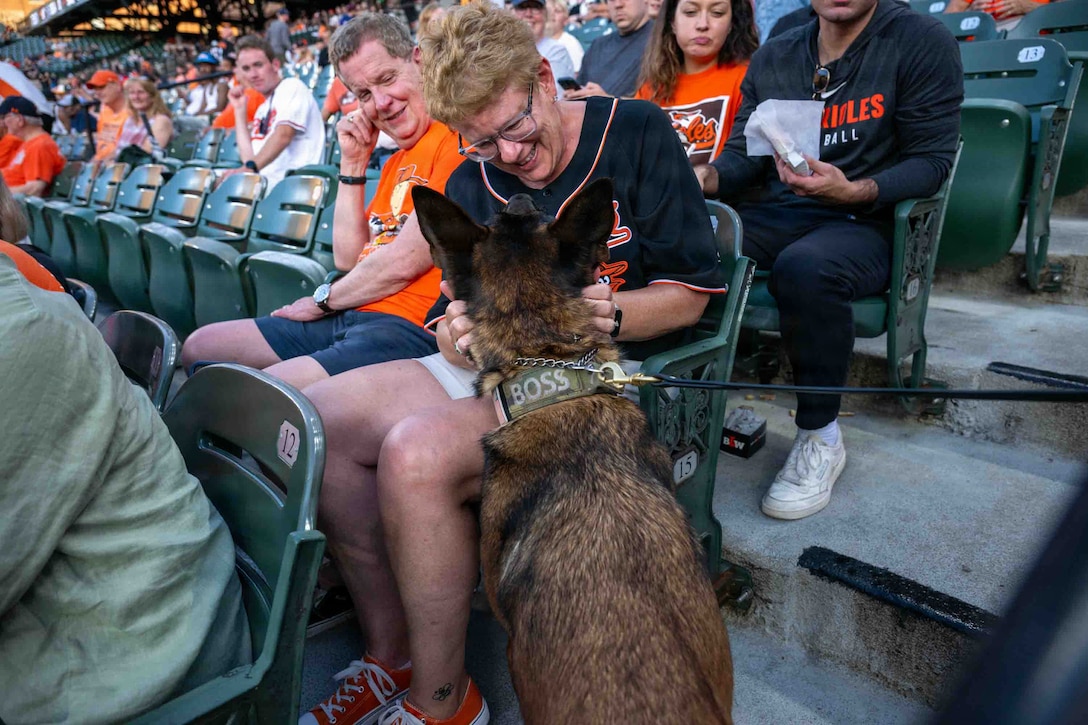 Baltimore Orioles fan pets a military working dog at a baseball game.