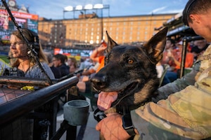 Service member handles a military working dog at a baseball game.