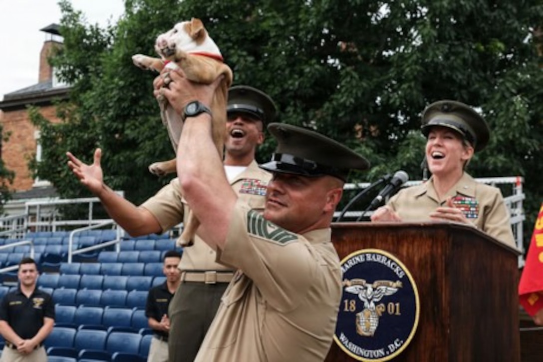 U.S. Marine Corps Master Gunnery Sgt. Steven Williams, drum major, "The President's Own" United States Marine Band, Marine Barracks Washington holds Rct. Chesty XVII, the incoming mascot of Marine Barracks Washington, in the air on 8th & I Parade Deck during a battalion formation at Marine Barracks Washington, D.C., June 19, 2026. Cpl. Chesty XVI is the 16th Marine Corps mascot named in honor of Lt. Gen. Lewis "Chesty" Puller and has faithfully represented the pride and professionalism of the Marine Corps since reporting for duty in 2022. Rct. Chesty XVII will assume the responsibilities of mascot of Marine Barracks Washington upon the completion of his training at the end of the summer. (U.S. Marine Corps photo by Cpl. Brynn Bouchard)