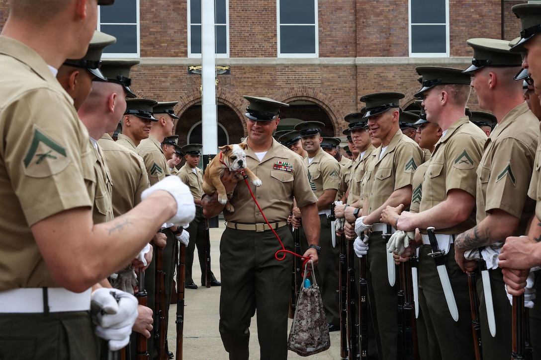 U.S. Marine Corps Rct. Chesty XVII, the incoming mascot of Marine Barracks Washington, makes his debut during a battalion formation at Marine Barracks Washington, D.C., June 19, 2026. Cpl. Chesty XVI is the 16th Marine Corps mascot named in honor of Lt. Gen. Lewis "Chesty" Puller and has faithfully represented the pride and professionalism of the Marine Corps since reporting for duty in 2022. Rct. Chesty XVII will assume the responsibilities of mascot of Marine Barracks Washington upon the completion of his training at the end of the summer. (U.S. Marine Corps photo by Cpl. Brynn Bouchard)