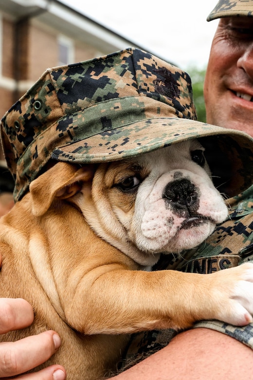 photo of Recruit Chesty XVII at Marine Barracks Washington