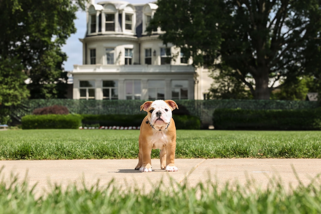 photo of Recruit Chesty XVII at Marine Barracks Washington