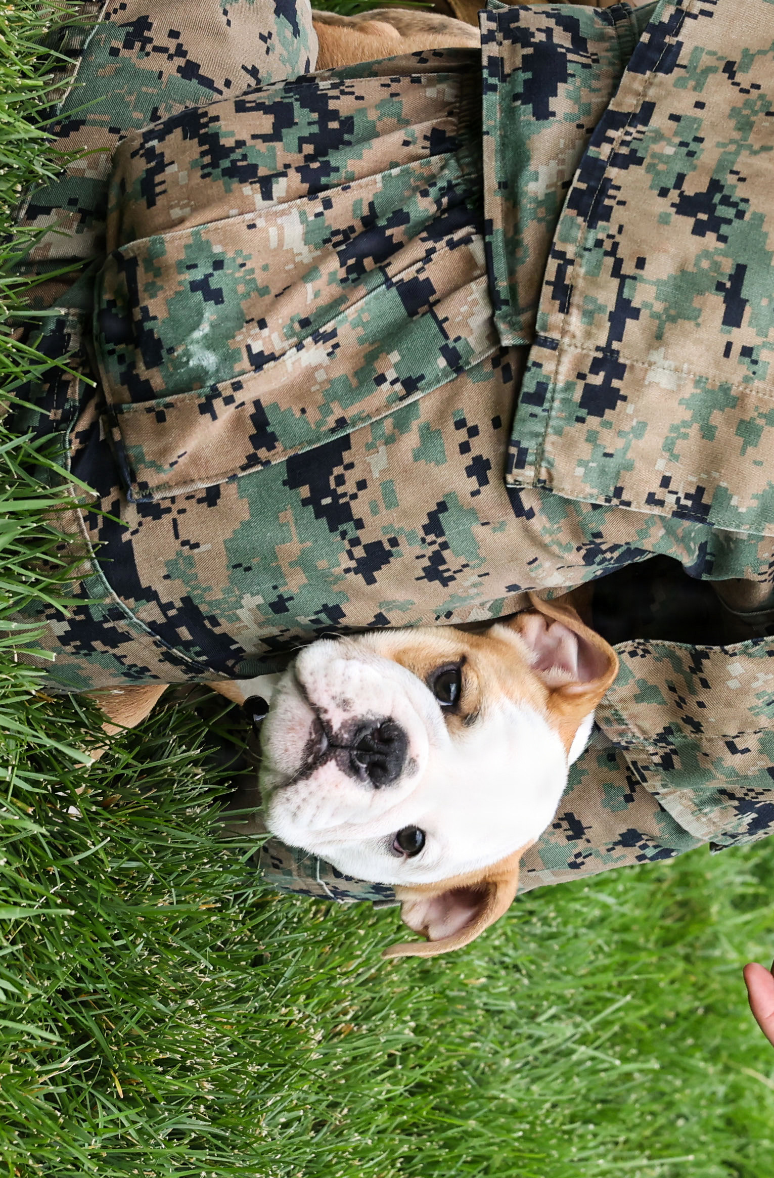 U.S. Marine Corps Rct. Chesty XVII, incoming Marine Barracks Washington mascot, plays hide and seek during a mascot-meet-up at Marine Barracks Washington, D.C., June 10, 2026. Cpl. Chesty XVI is the 16th Marine Corps mascot named in honor of Lt. Gen. Lewis “Chesty” Puller and has faithfully represented the pride and professionalism of the Marine Corps since reporting for duty in 2022. Rct. Chesty XVII will inherit the responsibilities of Marine Barracks Washington Mascot upon the completion of his training at the end of the summer. (U.S. Marine Corps photo by Capt. Lauri Schleicher)