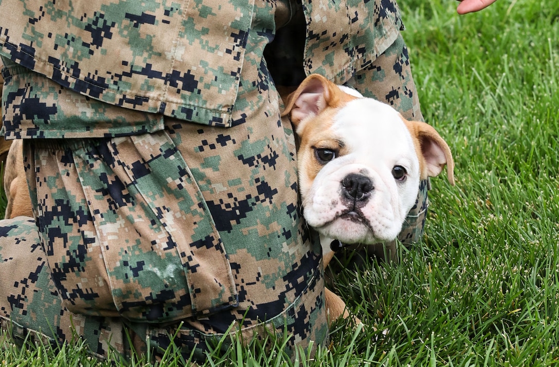 photo of Recruit Chesty XVII at Marine Barracks Washington