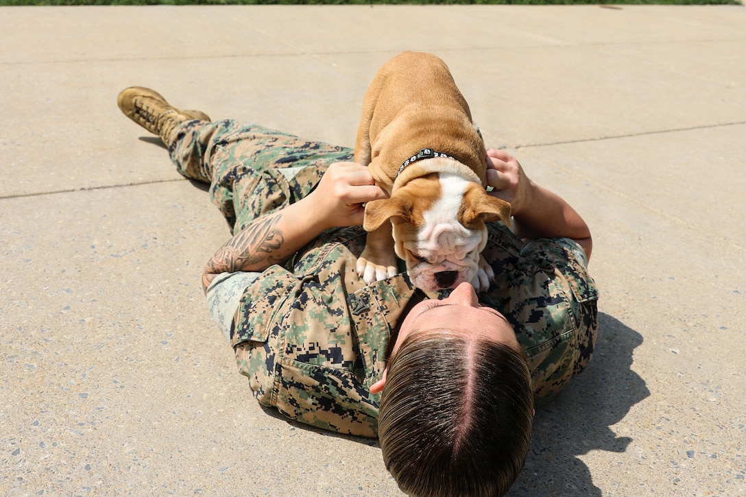 photo of Recruit Chesty XVII at Marine Barracks Washington