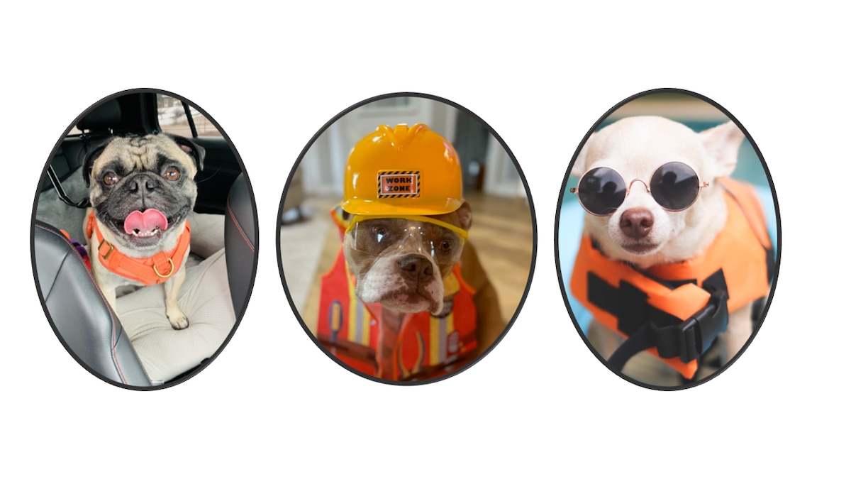 Three dogs in safety gear