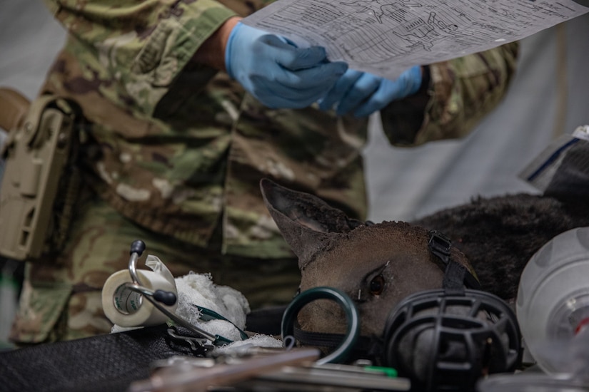Four-legged Soldiers, first-class care: Army Reserve vets race against clock in high-stakes battlefield training