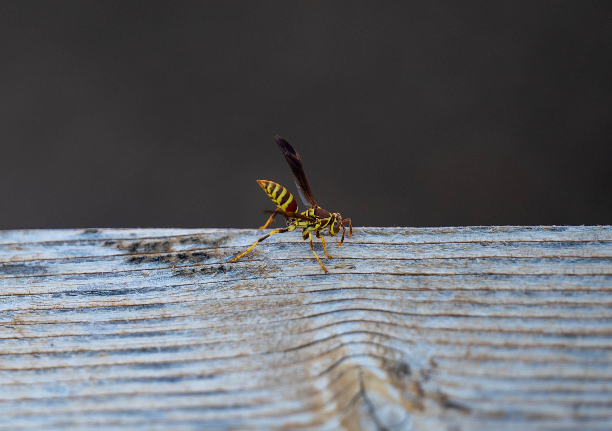 An Umbrella Paper Wasp is displayed during BioBlitz at Altus Air Force Base (AFB), Oklahoma, June 17, 2026. Each year, BioBlitz focuses on identifying and documenting different aspects of biodiversity on Altus AFB. (U.S. Air Force photo by Airman 1st Class Emma Wright)