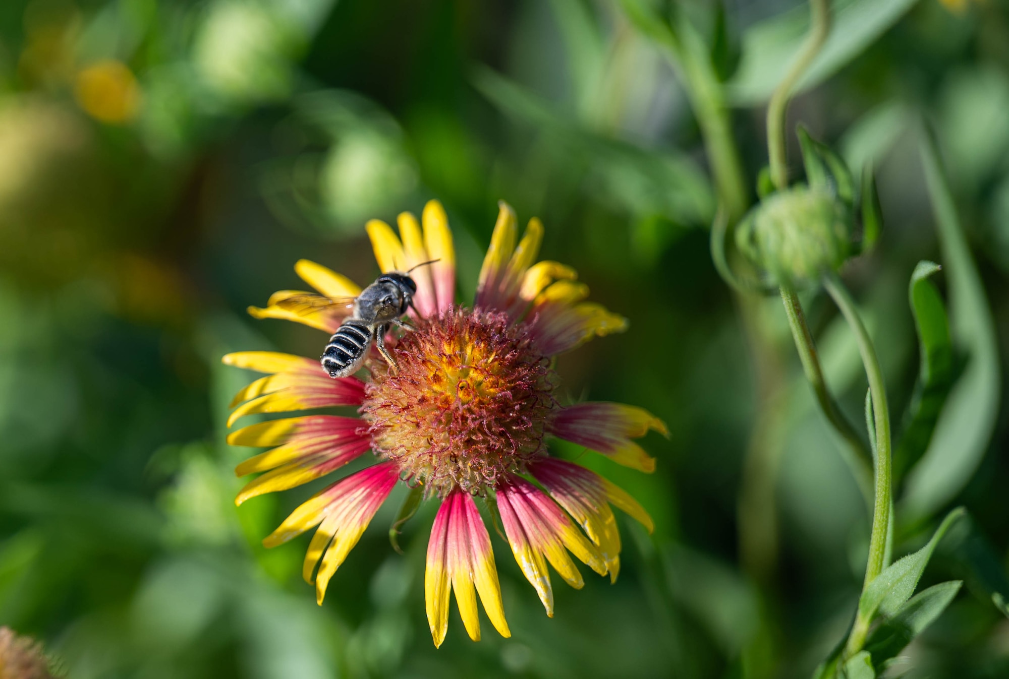 A bee is displayed during BioBlitz at Altus Air Force Base, Oklahoma, June 17, 2026. Children participating in BioBlitz began searching for insects at the community garden. (U.S. Air Force photo by Airman 1st Class Emma Wright)