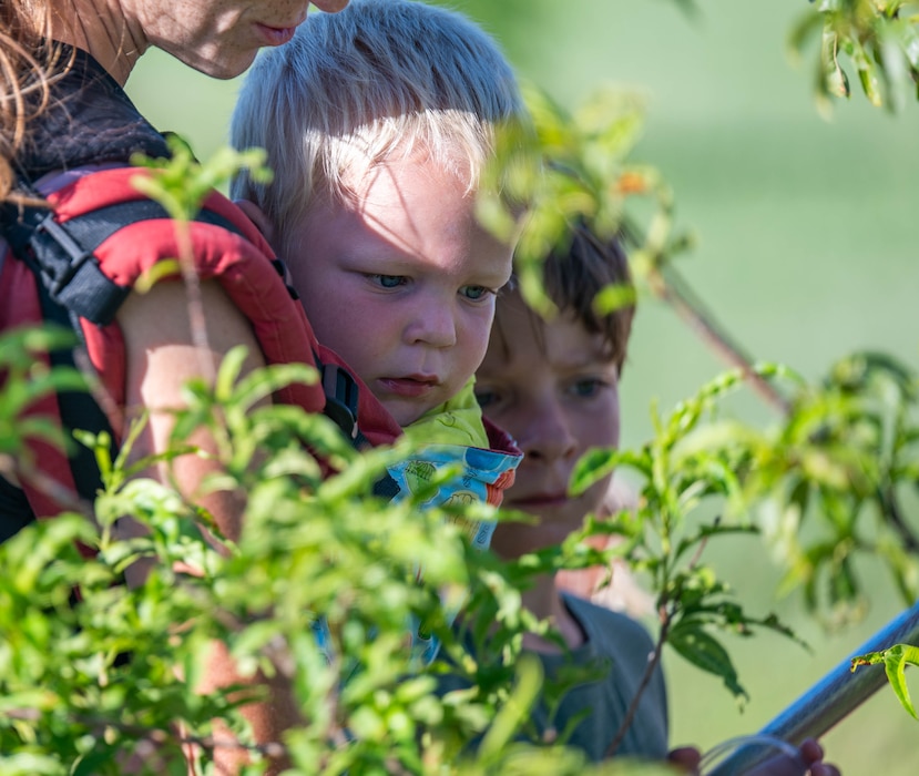 A child searches for insects in a tree during BioBlitz at Altus Air Force Base, Oklahoma, June 17, 2026. Wildlife Biologists and members of the Altus environmental team joined children and community members to search for and document various insects. (U.S. Air Force photo by Airman 1st Class Emma Wright)