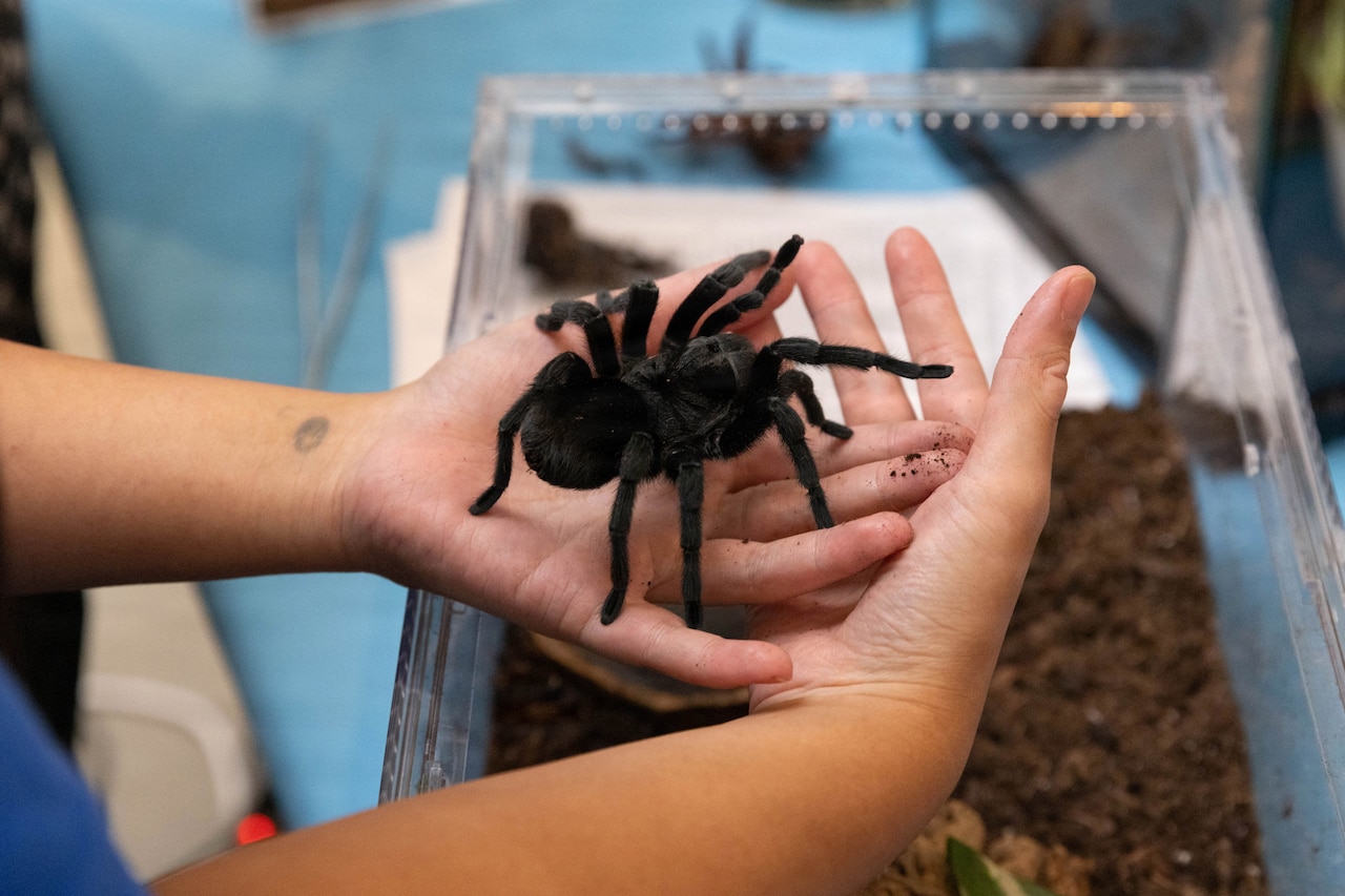 A close-up of hands holding a tarantula over a container.