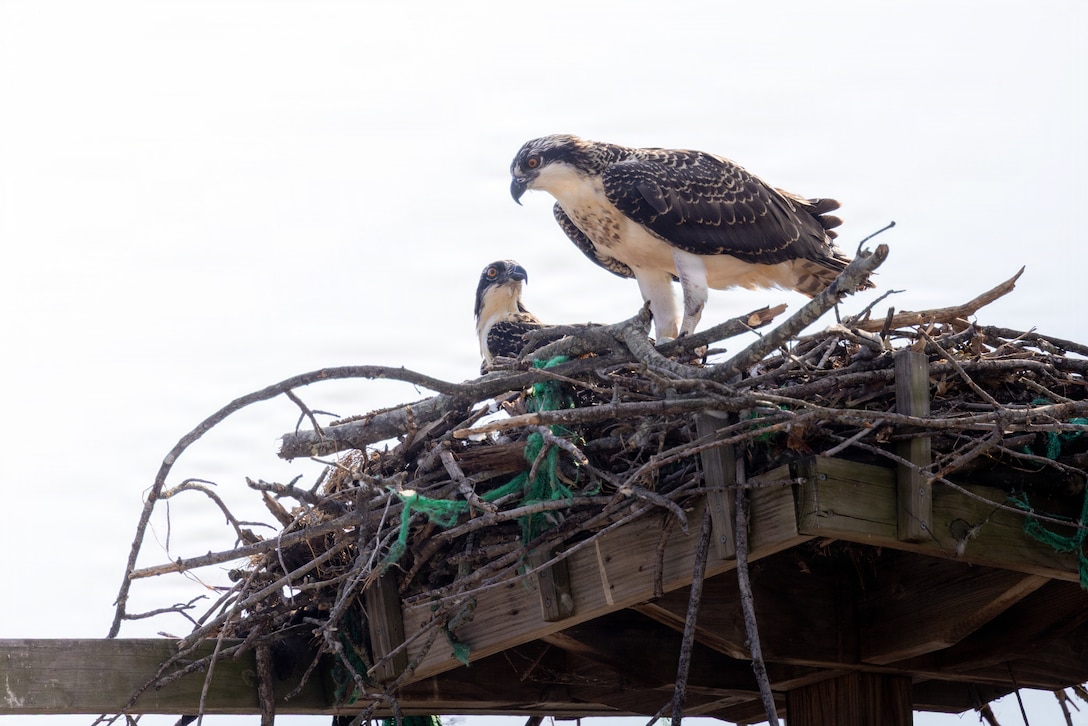 Brandon Robinson, left, and Russel Fink, both high voltage electricians, return Chesty to his mother’s nest during Operation Homeward Bound on Marine Corps Base Quantico, Virginia, June 29, 2026. Personnel aboard MCB Quantico collaborated during Operation Homeward Bound to rescue and reunite a juvenile osprey named “Chesty” with its mother after the young bird was discovered on the ground below it’s nest. (U.S. Marine Corps photo by Cpl. Joshua Munsen)