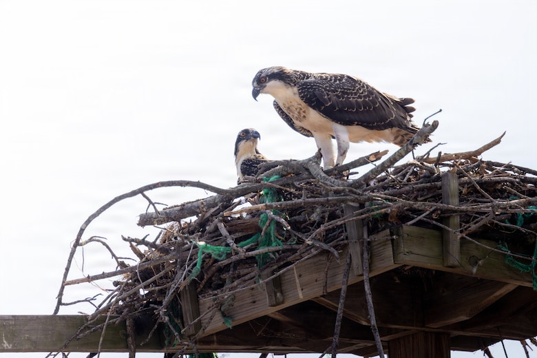 Brandon Robinson, left, and Russel Fink, both high voltage electricians, return Chesty to his mother’s nest during Operation Homeward Bound on Marine Corps Base Quantico, Virginia, June 29, 2026. Personnel aboard MCB Quantico collaborated during Operation Homeward Bound to rescue and reunite a juvenile osprey named “Chesty” with its mother after the young bird was discovered on the ground below it’s nest. (U.S. Marine Corps photo by Cpl. Joshua Munsen)