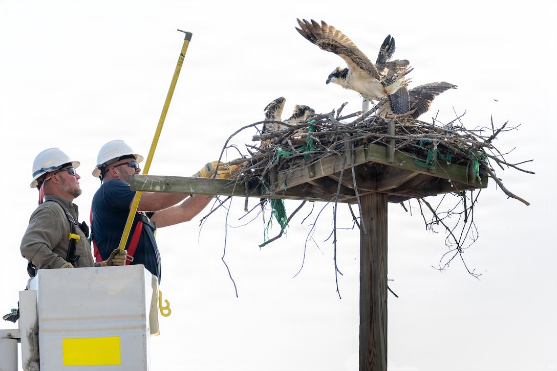 Brandon Robinson, left, and Russel Fink, both high voltage electricians, return Chesty to his mother’s nest during Operation Homeward Bound on Marine Corps Base Quantico, Virginia, June 29, 2026. Personnel aboard MCB Quantico collaborated during Operation Homeward Bound to rescue and reunite a juvenile osprey named “Chesty” with its mother after the young bird was discovered on the ground below it’s nest. (U.S. Marine Corps photo by Cpl. Joshua Munsen)