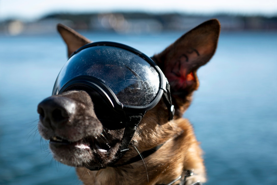 A close-up of a military working dog in goggles against a body of water in the background.