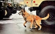 K9 Veterans Day