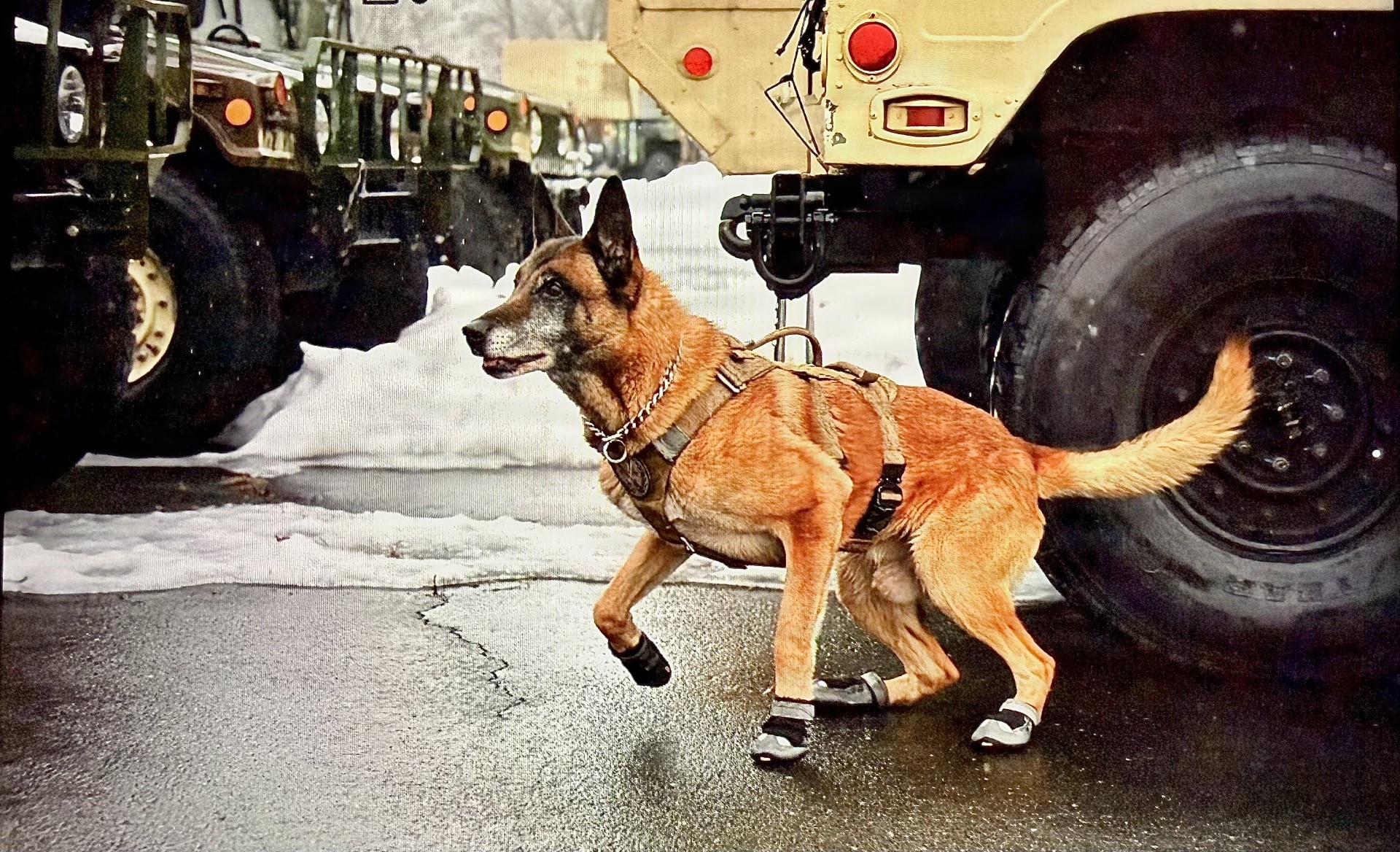 K9 Veterans Day