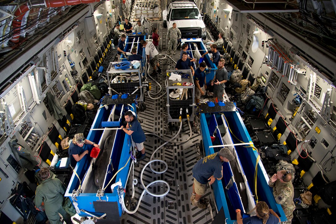 U.S. Navy Marine Mammal Program dolphin trainers tend to their dolphins before a flight from Naval Air Station Key West, Fla., to NMMP in San Diego
