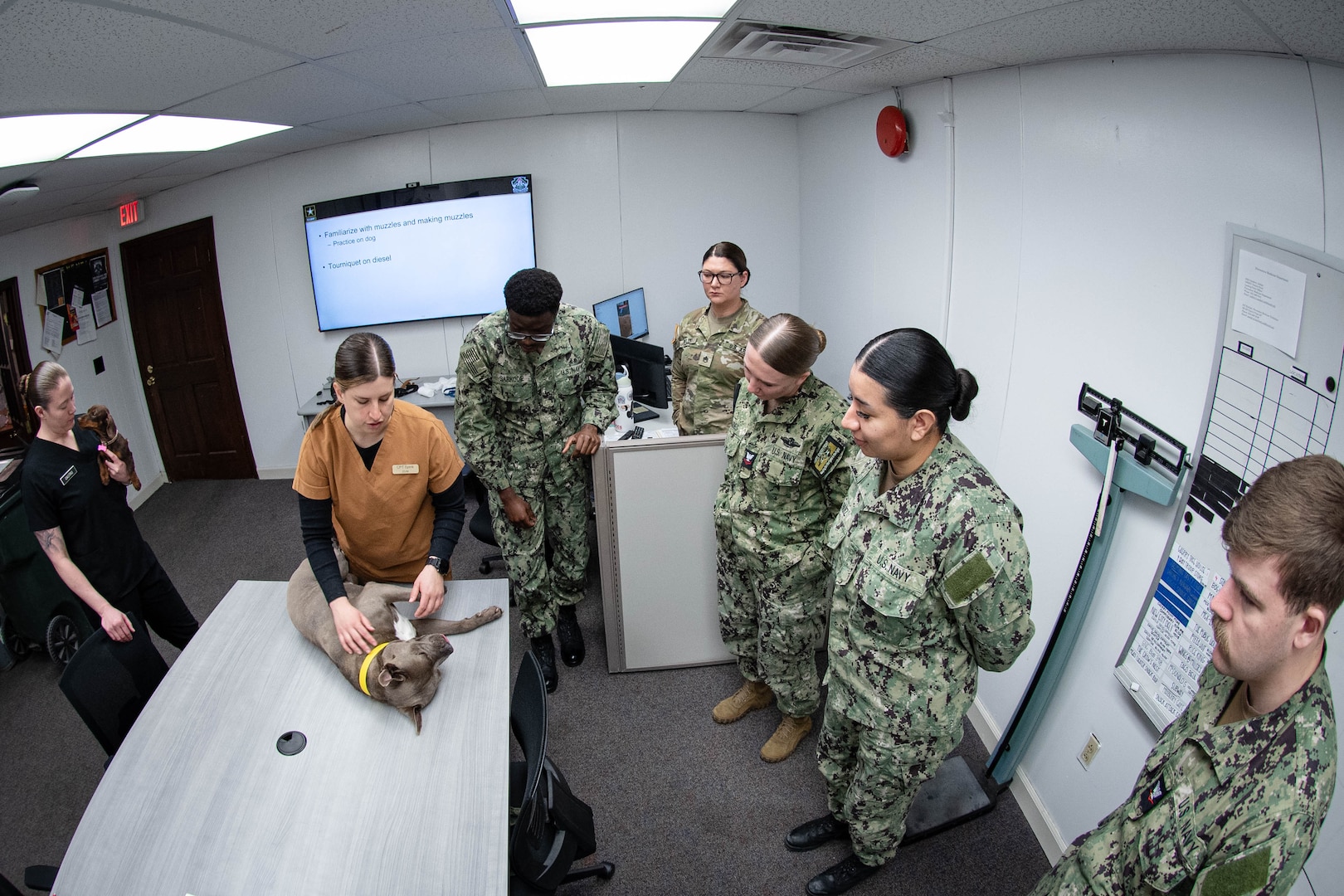 Army Capt. Emily Spink, DVM, center in orange scrubs, instructs Sailors from Navy Medicine Readiness and Training Command Cherry Point, right, on how to evaluate a canine for injury at the MCAS Cherry Point Veterinarian Clinic, Feb. 26, 2026. The training taught the Corpsmen the basics of Canine Tactical Combat Casualty Care for Military Working Dogs.