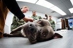 Hospital Corpsman Second Class Jazmin Yaudes, center, performs an exam on “Rooster” during a training session at the MCAS Cherry Point Veterinarian Clinic, Feb. 26, 2026. Yaudes and her fellow Corpsmen partnered with Army veterinarians to learn Canine Tactical Combat Casualty Care for Military Working Dogs.
