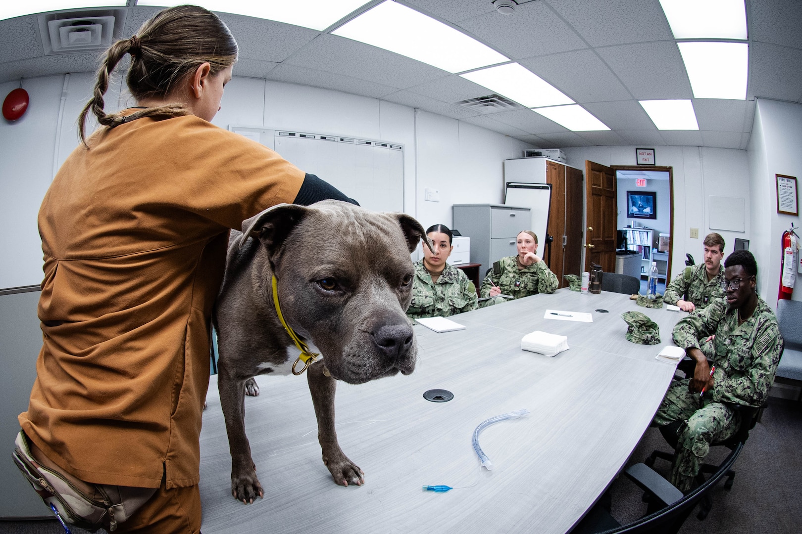 Army Capt. Emily Spink, DVM, left, an officer with the Veterinary Readiness Activity, Fort Bragg, instructs Navy Corpsmen how to provide first aid to a bleeding canine at MCAS Cherry Point, Feb. 26, 2026. Spink led a training session designed to teach Sailors how to provide battlefield first aid to Military Working Dogs.