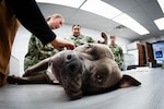 Hospital Corpsman Second Class Jazmin Yaudes, center, performs an exam on “Rooster” during a training session at the MCAS Cherry Point Veterinarian Clinic, Feb. 26, 2026. Yaudes and her fellow Corpsmen partnered with Army veterinarians to learn Canine Tactical Combat Casualty Care for Military Working Dogs.