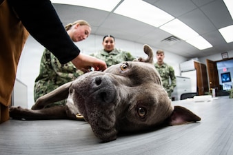 Hospital Corpsman Second Class Jazmin Yaudes, center, performs an exam on “Rooster” during a training session at the MCAS Cherry Point Veterinarian Clinic, Feb. 26, 2026. Yaudes and her fellow Corpsmen partnered with Army veterinarians to learn Canine Tactical Combat Casualty Care for Military Working Dogs.