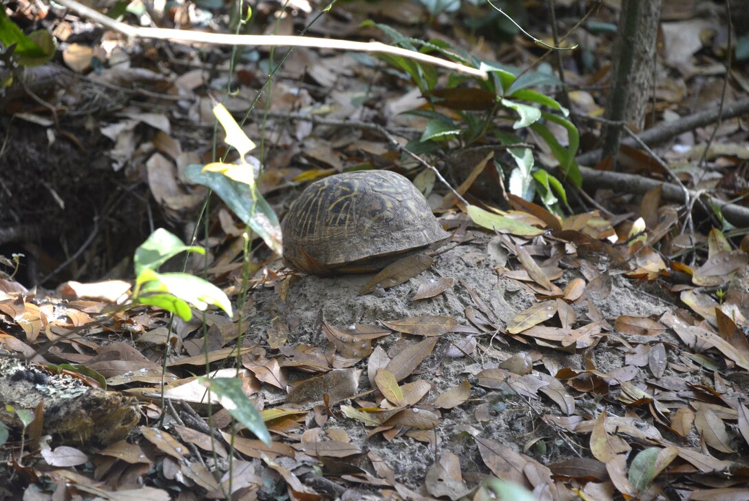 A native box turtle emerges from his home on the grounds of the Tree Hill Nature Center. Box turtles, like this one, greatly benefit from the removal of invasive plants, like the coral ardisia, that push out native plants and other items that the turtle depends on for food and shelter. (U.S. Army Corps of Engineers photo by Peggy Bebb)