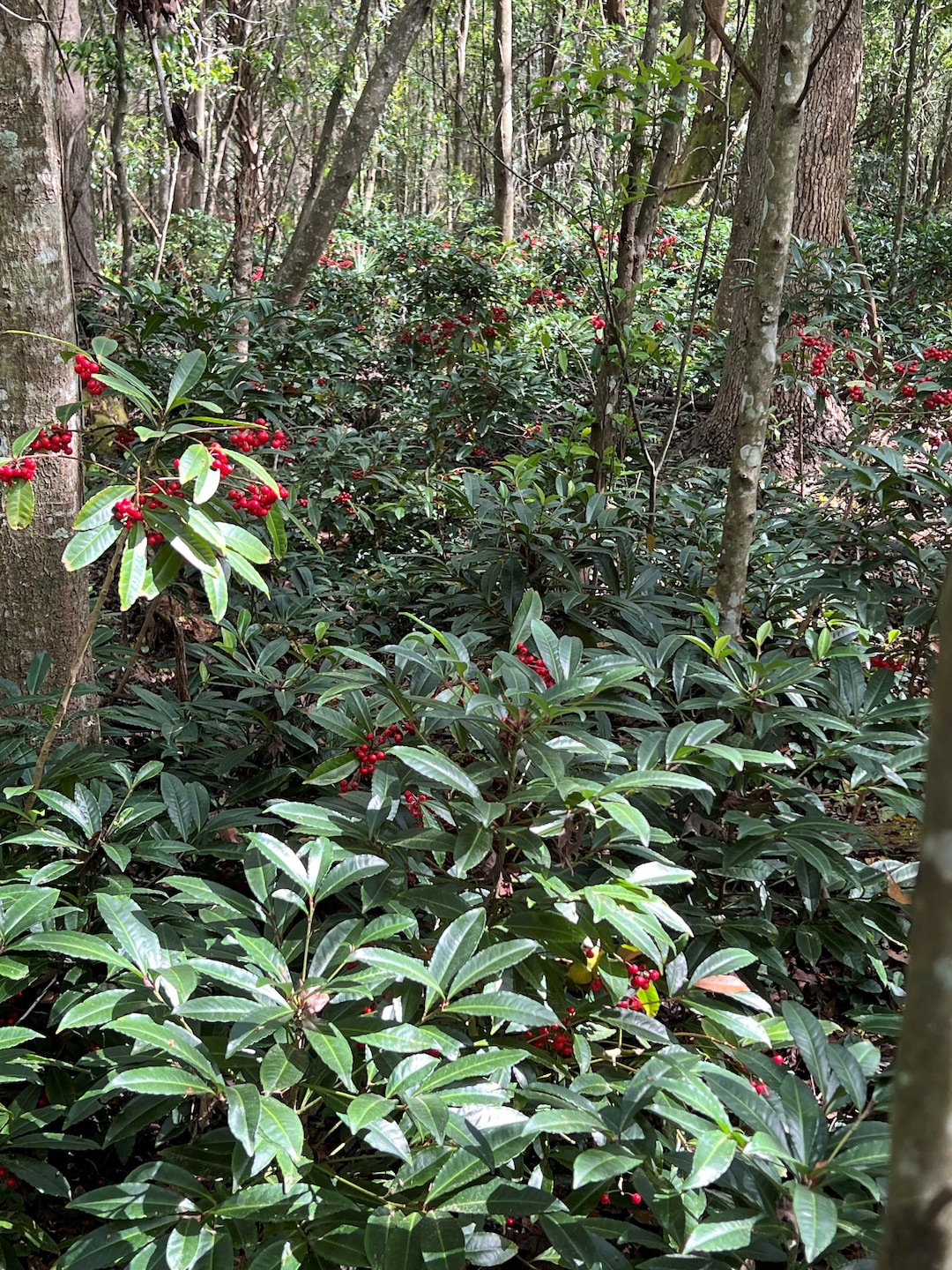 Dense coral ardisia monoculture that has developed around the University of North Florida nature area. The entire understory is dominated by the invasive plant as indicated, not only by the bright red berries but the lush green leaves as well.  Left uncontrolled, invasive plants, like the coral ardisia overcrowd and smother native plants and not allowing them to thrive in their native habitat. (U.S. Army Corps of Engineers photo by Jessica Spencer, Biologist)